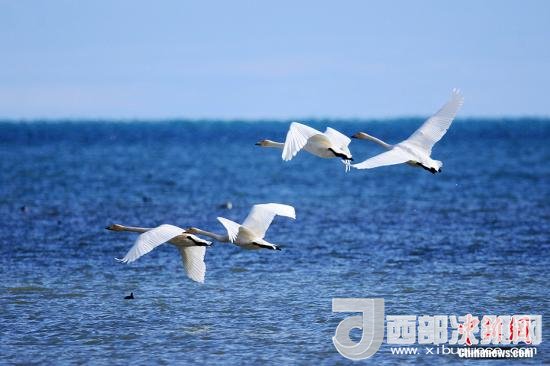 资料图:青海湖。 杨涛 摄 点击进入下一页