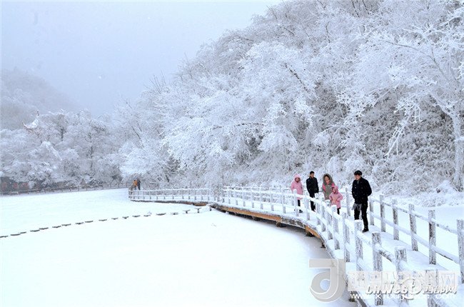 1月28日,游客正在宁强县汉水源森林公园里观赏雾凇美景.