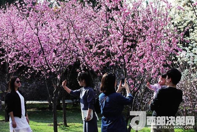 西安周边赏花去哪里 最强攻略在这里
