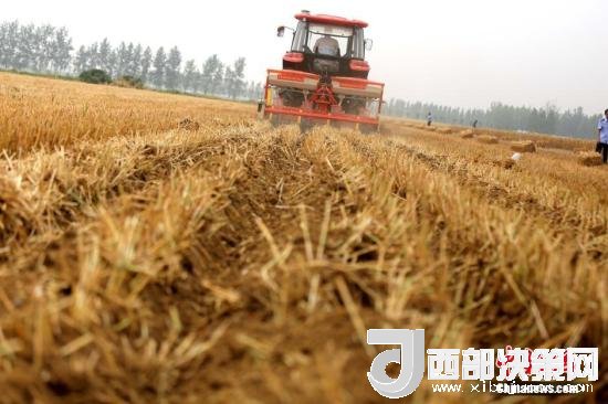 资料图：收割机进行机械化收割。<a target='_blank'  data-cke-saved-href='http://www.chinanews.com/' href='http://www.chinanews.com/'>中新社</a>记者 王中举 摄