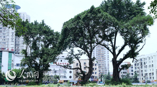 黄桷树广场正在建设中。王嫚 摄