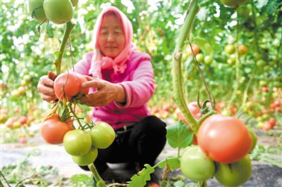 <p>　　农户正在设施温棚中采摘西红柿。通过新科技培育出的设施蔬菜，每天源源不断地送到银川以及周边地区的百姓餐桌，也为农户增产增收。</p>