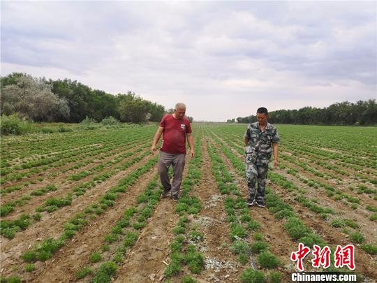 退役军人扎根新疆兵团基层连队成职工致富带头人