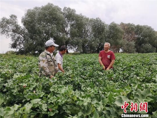 远改忠在棉花地里为连队职工分享种植经验。　安媛杰 摄