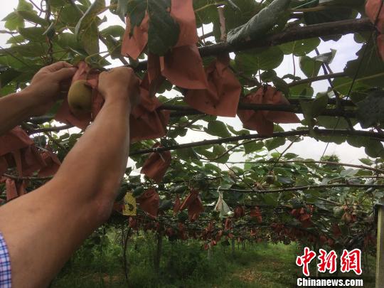 农工民主党：助力贵州产业扶贫“造血”富民