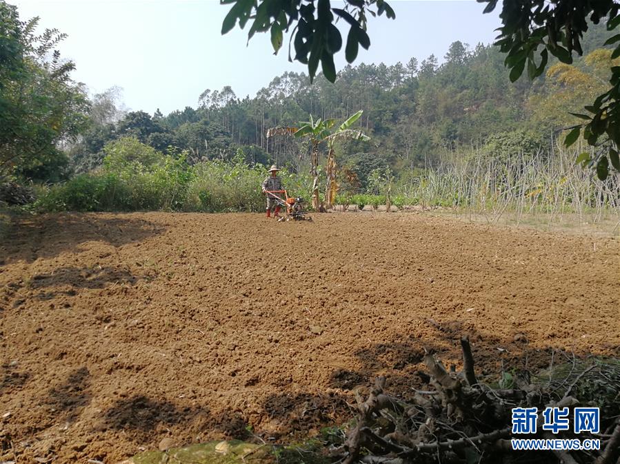 （决战决胜脱贫攻坚·图文互动）（4）另一种“逆行”——广西5300余名驻村第一书记提前返岗投身“两线作战”