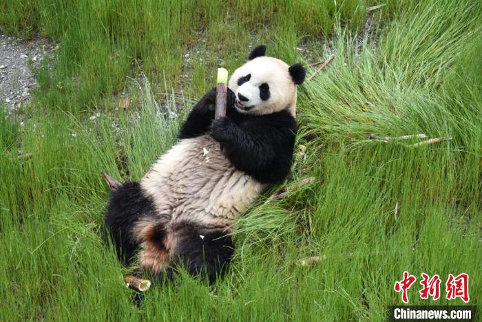 九寨沟熊猫园里的大熊猫。 九寨沟县委宣传部提供 摄 九寨沟熊猫园里的大熊猫。 九寨沟县委宣传部提供 摄