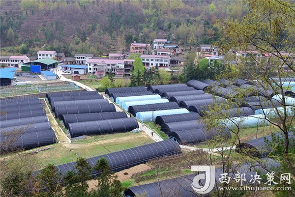 巴山县人口_城口县巴山镇人民zf关于开展2020年秋季枯(濒)死松树集中普查...