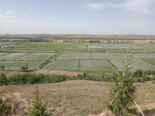 榆林市横山区水稻种植区