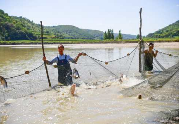 南泥湾镇三台庄村村民在水塘边收网捕鱼