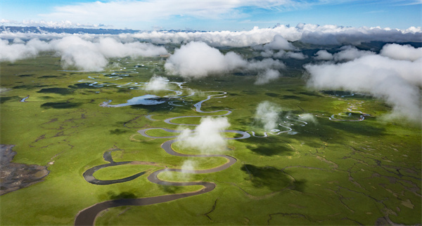 黄河湿地